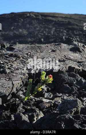 Kilauea iki crater plants Ohia lehua tree growing in Pahoehoe lava cracks Volcanos National Park Hawaii Stock Photo