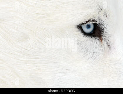 Todtmoos, Germany. 23rd February 2013. A husky's eye is pictured at the international dog sled racing in Todtmoos, Germany, 23 February 2013. About 120 teams from six countries take part in the two-day-race. Photo: Patrick Seeger/dpa/Alamy Live News Stock Photo