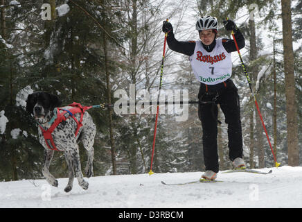 Todtmoos, Germany. 23rd February 2013. Ursula Steeb from Germany cross-country skis with her dog through the wood at the international dog sled racing in Todtmoos, Germany, 23 February 2013. About 120 teams from six countries take part in the two-day-race. Photo: PATRICK SEEGER/dpa/Alamy Live News Stock Photo