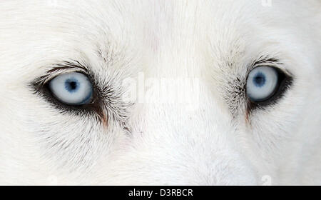 Todtmoos, Germany. 23rd February 2013. A husky's eyes are pictured at the international dog sled racing in Todtmoos, Germany, 23 February 2013. About 120 teams from six countries take part in the two-day-race. Photo: Patrick Seeger/dpa/Alamy Live News Stock Photo