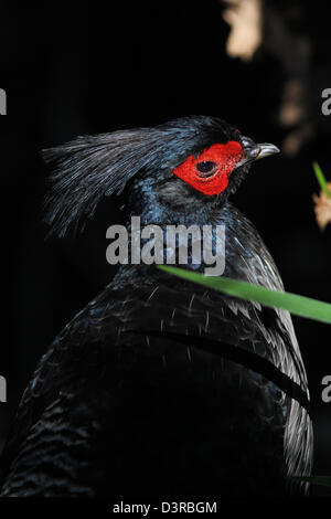 Kalij Pheasant forest Kona Hawaii Stock Photo