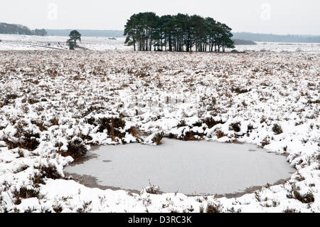 A frozen water hole on the plains in The New Forest Hampshire England UK Stock Photo