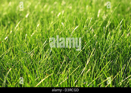 Green fresh grass as a nice background Stock Photo