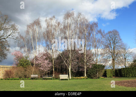 Sliver birch trees in an English country garden. Sussex UK Stock Photo