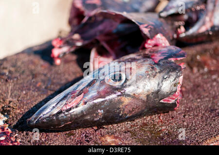 Head of a Cape snoek Stock Photo