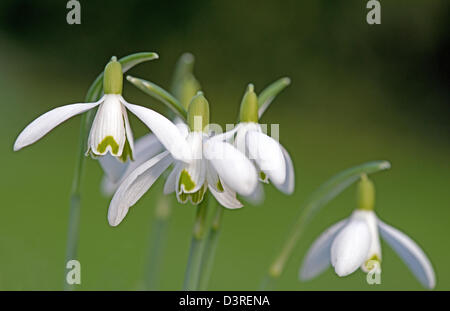 Snowdrops or Common Snowdrop Galanthus nivalis. Stock Photo