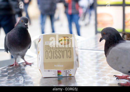 Pigeon and Small Birds eating a Mac chicken Burger on a table Stock Photo