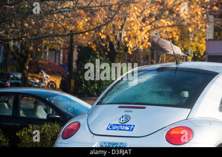 Seagull on car with Coexist bumper sticker.  Portland, Oregon. Stock Photo