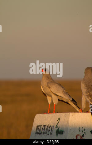 A pair of Southern Pale Chanting Goshawks standing on a road marker in Etosha National Park, Namibia Stock Photo