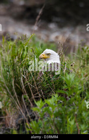 Mature Bald Eagle, Deep Creek State Recreation Area, Ninilchik, Kenai Peninsula, Alaska, USA Stock Photo