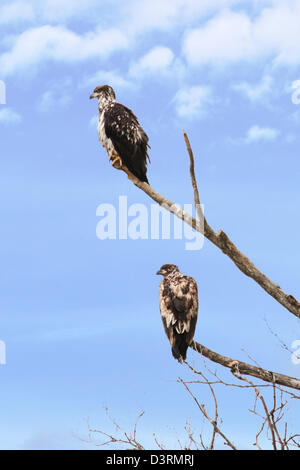 Immature Bald Eagle, Deep Creek State Recreation Area, Ninilchik, Kenai Peninsula, Alaska, USA Stock Photo