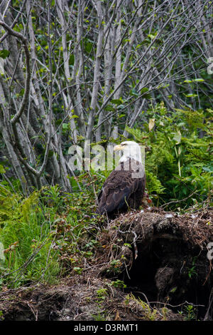 Mature Bald Eagle, Deep Creek State Recreation Area, Ninilchik, Kenai Peninsula, Alaska, USA Stock Photo