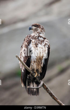 Immature Bald Eagle, Deep Creek State Recreation Area, Ninilchik, Kenai Peninsula, Alaska, USA Stock Photo