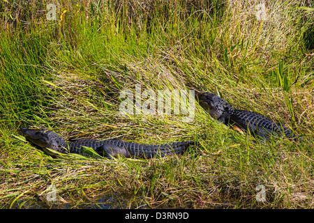 Alligators along the Anhinga Trail at the Royal Palm Visitor Center in Everglades National Park Florida Stock Photo