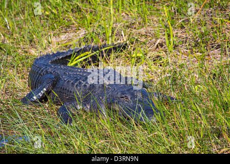 Alligator along the Anhinga Trail at the Royal Palm Visitor Center in Everglades National Park Florida Stock Photo