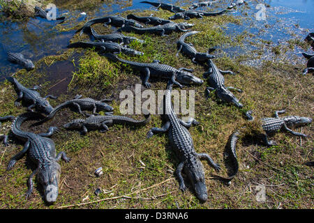 Alligators along the Anhinga Trail at the Royal Palm Visitor Center in Everglades National Park Florida Stock Photo