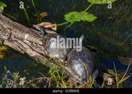 Two turtles on log along the Anhinga Trail at the Royal Palm Visitor Center in Everglades National Park Florida Stock Photo