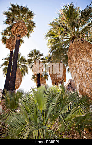 Fortynine Palms Oasis in the Mojave desert outside of Twentynine Palms, California. Stock Photo