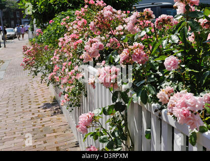 Beautiful pink roses cascading over white picket fence, Nantucket Island, MA Stock Photo