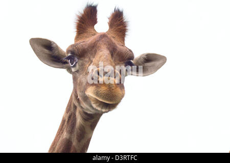 giraffe portret Stock Photo