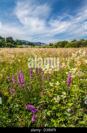 Wild flowers near Portinscale in the lake district, Cumbria Stock Photo ...