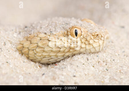 Saharan sand viper / Cerastes vipera Stock Photo