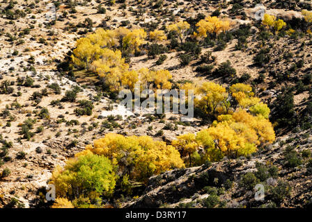 cottonwood trees in fall colors along Boulder Creek Stock Photo