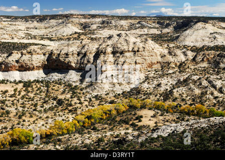 cottonwood trees in fall colors along Boulder Creek Stock Photo