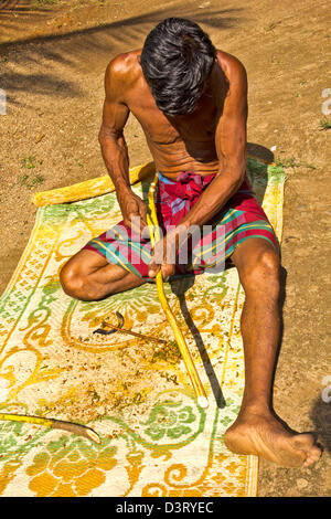 CINNAMON BARK STRIPPED FROM FRESHLY CUT BRANCHES SHOWN HERE IN SRI LANKA Stock Photo