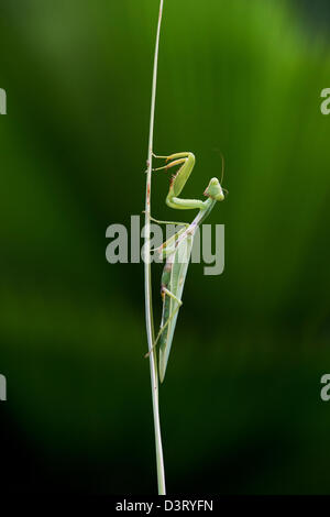 Praying mantis on a plant stem in front of a palm frond in India Stock Photo