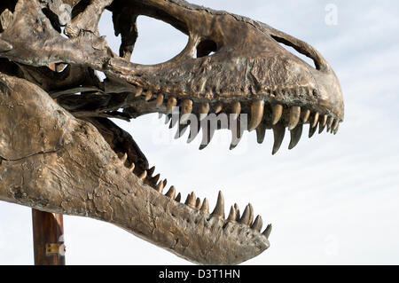 Head of a life-size T-Rex model  (called Big MIke) outside the Museum of the Rockies in Bozeman, Montana, United States Stock Photo