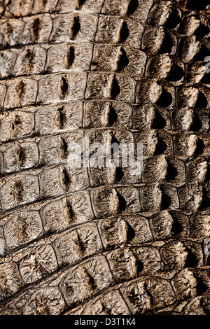 Crocodile basking in sun, Durban, South Africa Stock Photo