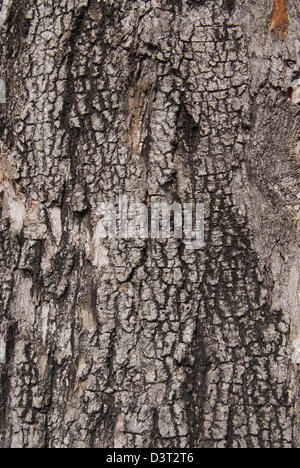 Close up texture of fracture on the tree bark. Stock Photo