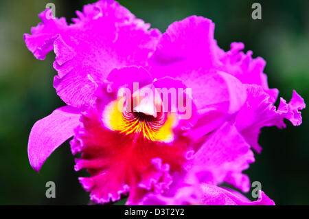 National Orchid Garden,Tan Hoon Siang Mist House,1,000 species and 2,000 hybrids of orchids,Botanical Gardens,Singapore Stock Photo