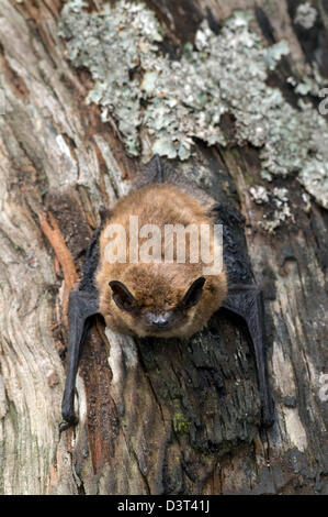 common pipistrelle bat,pipistrellus pipistrellus,cairngorms national park,highlands,scotland Stock Photo