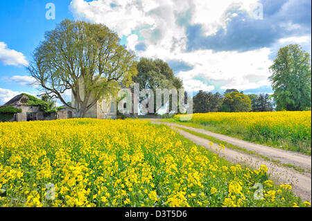 rapeseed field in spring time Stock Photo