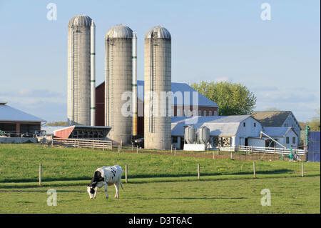 Dairy farm with Holstein cows in pasture and three silos in evening light, Pennsylvania country landscape, PA, USA. Stock Photo