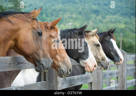 Horses lined up looking over fence as a group toward camera right, side view close up.
