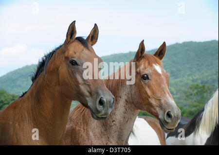 Horses alert and looking toward camera right with green mountain background, front view. Stock Photo