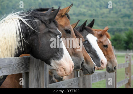 Horses lined up looking over fence as a group toward camera right, side view, one animal with piercing blue eyes.