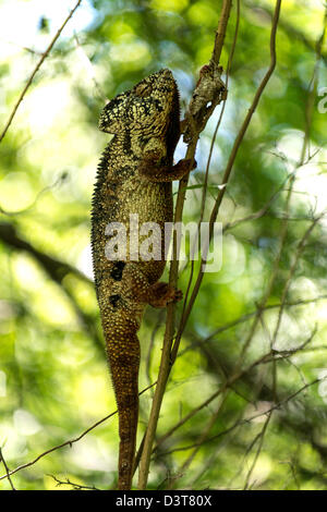 Oustalet's or Malagasy Giant Chameleon Furcifer oustaleti Madagascar Africa Stock Photo