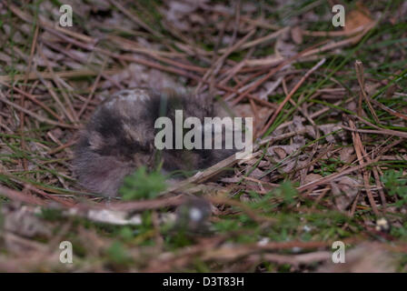 European Nightjar (Caprimulgus europaeus) chick on the nest in Thetford Forest Stock Photo