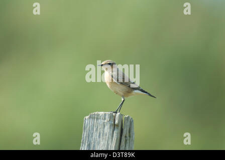 juvenile Northern Wheatear (Oenanthe oenanthe) on a fence post at Minsmere RSPB Reserve, Suffolk Stock Photo