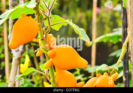 solanum mammosum plant Stock Photo