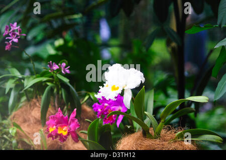 National Orchid Garden,Tan Hoon Siang Mist House,1,000 species and 2,000 hybrids of orchids,Botanical Gardens,Singapore Stock Photo