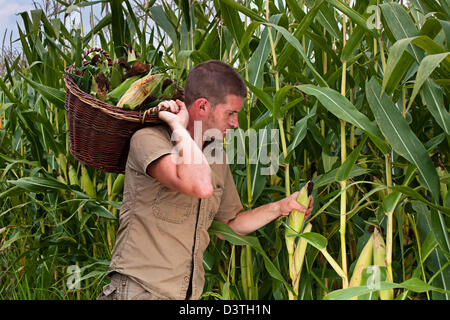 Farmer harvesting maize or sweetcorn in a large basket Stock Photo