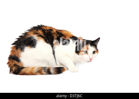 Three-colored kitty cat lying alert and wary, isolated on white Stock Photo