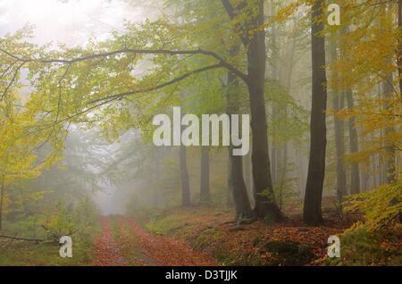 Buchenwald im Nebel - beech forest in fog 08 Stock Photo