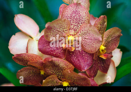 National Orchid Garden,Tan Hoon Siang Mist House,1,000 species and 2,000 hybrids of orchids,Botanical Gardens,Singapore Stock Photo