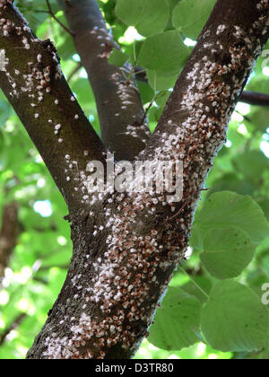 A colony of horse chestnut scale (Lat.: Pulvinaria regalis)afflicted a linden tree in Hamburg, Germany, 18 July 2006. Photo: Hinrich Baesemann Stock Photo